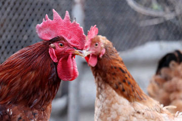 Red rooster and hen on the farm, poultry concept. Couple of chickens on wire mesh background