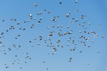 Flock of pigeons.