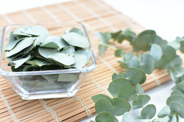 Eucalyptus gunnii - cider leaves, green