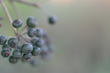 Hedera helix (common ivy) berries on the left side of the image. They are very toxic and poisonous