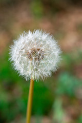 Close up of a dandelion (Taraxacum officinale) head, with the florets on it.