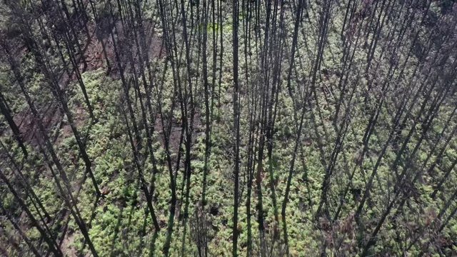 Patch of burned trees in sunny forest, Tsitsikamma National Park, South Africa