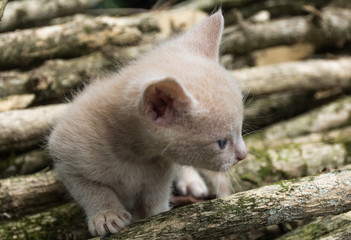 view of beautiful baby cat