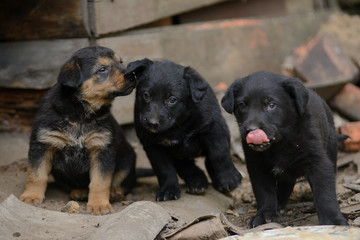 Obraz premium Three homeless abandoned puppies sitting in the mud in an abandoned building