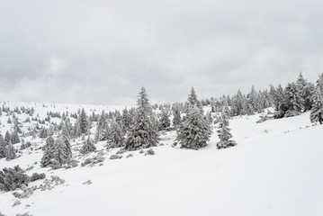 mountain, ridge, winter forest, frozen forest, white, frozen, snow, forest, winter, cold, nature, travel, landscape, season, sky, tree, blue, beautiful, ice, frost, snowy, outdoor, weather, hiking, ba