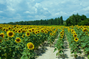 Ukrainian sunflowers growing on a field in sunny summer day with green trees and blue cloudy sky on the background.