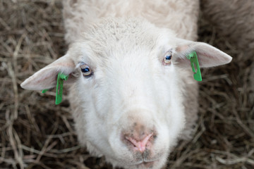 Sheep head face portrait close-up from above top detail