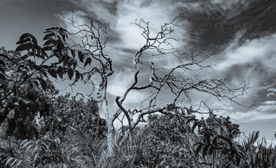 Cerrado em preto e branco.
