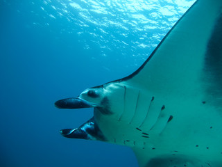 giant manta ray in the ocean close up, diving      