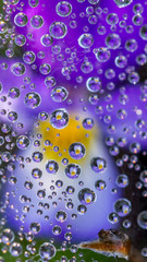 Wallpaper blue leaf watter drops