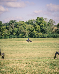 Obraz na płótnie Canvas Black Horse and Rider Trotting Through Green Field