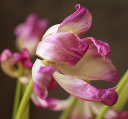 Obraz premium pink tulip in the garden