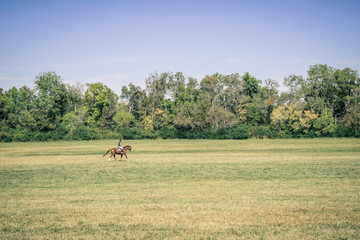 Brown Horse Galloping Through a Green Field Backed by Trees