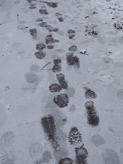 footprints in the snow