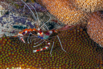 coral banded shrimp