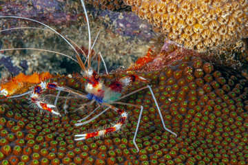 coral banded shrimp
