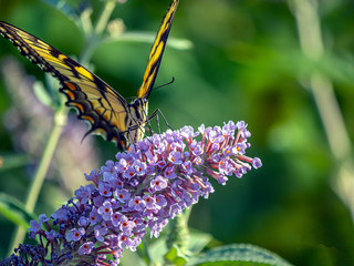 Papilio glaucus, eastern tiger swallowtail,