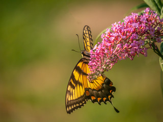Papilio glaucus, eastern tiger swallowtail,