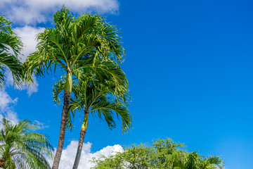 Tropical palm tree with blue sky and clouds