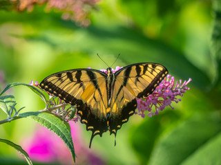 Fototapeta na wymiar Papilio glaucus, eastern tiger swallowtail,