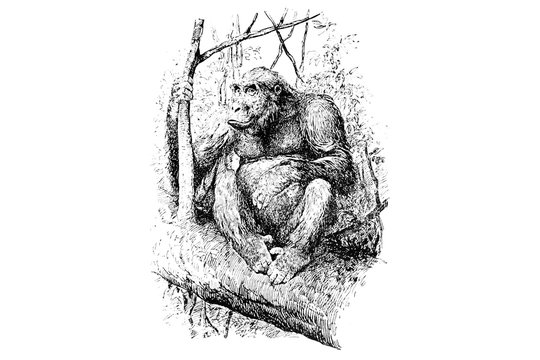 Gorilla - Vintage Engraved Illustration 1889
