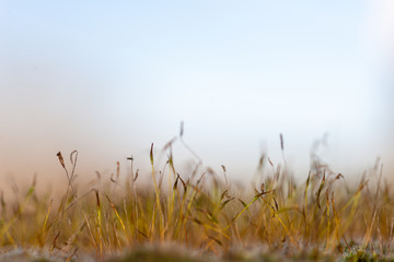 Landscape formed by sporangia