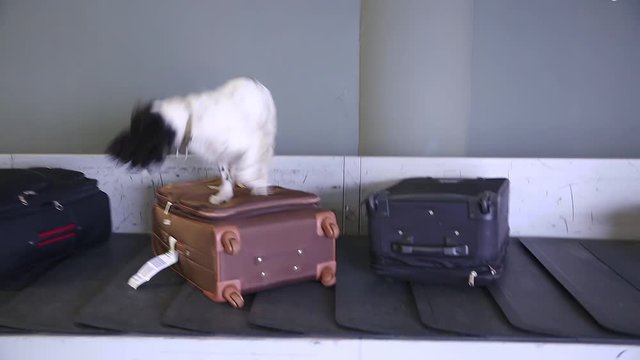 Border dog searches for drugs in baggage. A trained dog sniffs suitcases to detect illegal substances, drugs and explosives. Border dog on a conveyor belt at the airport. Handheld shot. Cargo area.