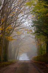 misty morning on road in woods