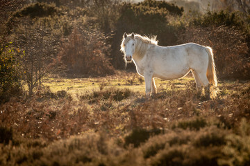 Horse roaming heathland with natural backlight