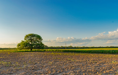 Paisajes de Campo