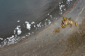 aerial view to sea elephants on the beach with ice in water
