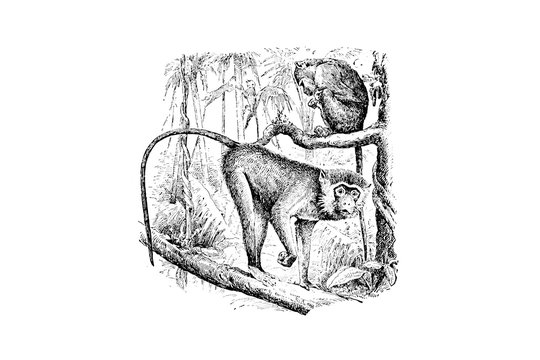 Howler Monkeys - Vintage Engraved Illustration 1889