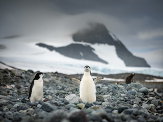 Fototapeta premium close up view to penguin Chinstrap on the beach