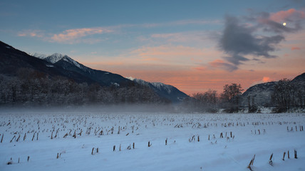 Corn field in winter with the snow.