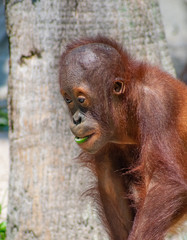 baby orangutun