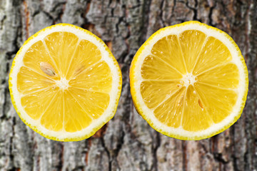 Two halves of lemon. In the background the bark of the tree.