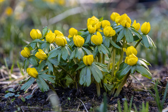 Winterlinge im Garten
