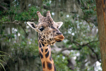 giraffe
