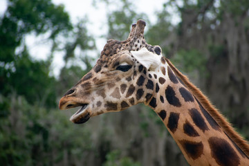 giraffe