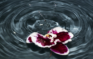 Naklejka na ściany i meble Mauve orchids flower on blue water and splashes. Water splash. Waves. Drops. Close up.