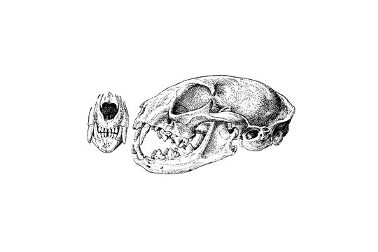 Devil Cat Skull Graphic · Creative Fabrica