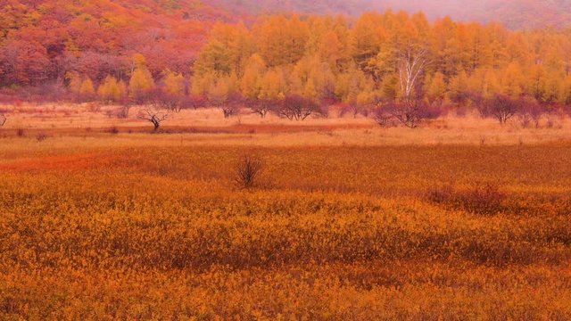 日本画「小田代ヶ原」 戦場ヶ原・小田代原 | 全国観光資源台帳(公財)日本交通公社