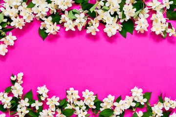 Jasmine, Philadelphus or mock-orange flowers on bright pink background. Copy space, top view. Summer or spring background.