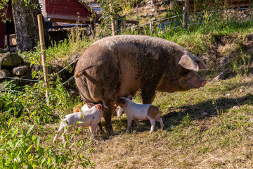 Cute piglets and them sow in the outdoor pen