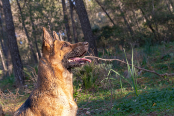 Naklejka premium Perro de raza pastor alemán jugando en el parque.