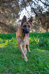 Perro de raza pastor alemán jugando en el parque.