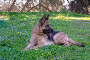 Perro de raza pastor alemán jugando en el parque.
