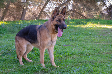 Perro de raza pastor alemán jugando en el parque.
