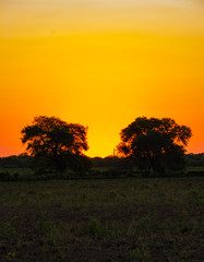 Fototapeta premium Atardecer; Algarrobos con el Sol en Medio