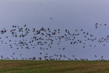 Kraniche auf Rügen